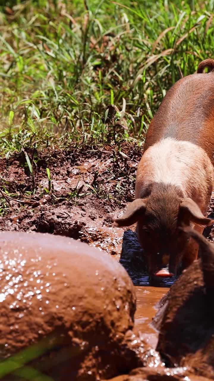 돼지는 진 웅이에서 행복하게 떠돌아다닙니다.