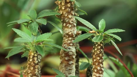 reducir el movimiento de la cámara con una vista más cercana de una planta de dorstenia foetida