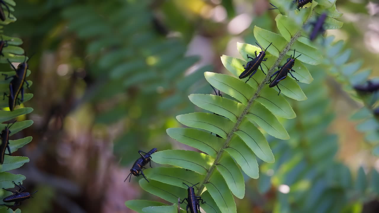 A fern in a forest covered with Florida Lubber Grasshoppers crawling around and consuming it. Close Up.