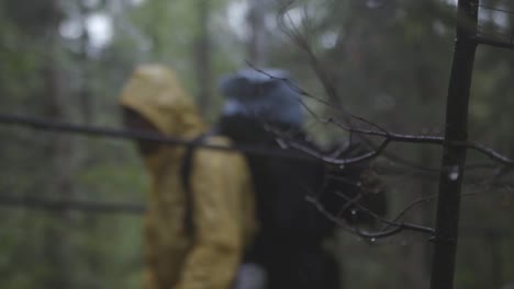 rainy forest hike