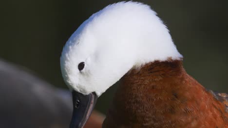 female paradise shelduck preens her feathers closeup of the head