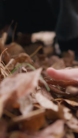 primer plano de un niño recolectando hojas de otoño arrojándolas, centrándose en las manos con hojas esparcidas en el fondo creando un entorno otoñal colorido