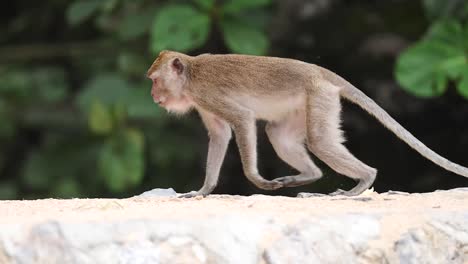 monkey walking and observing surroundings on a beach