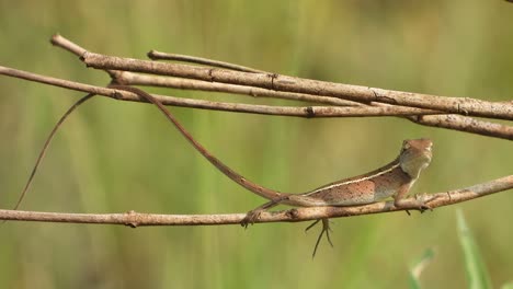 lizard waiting for food .