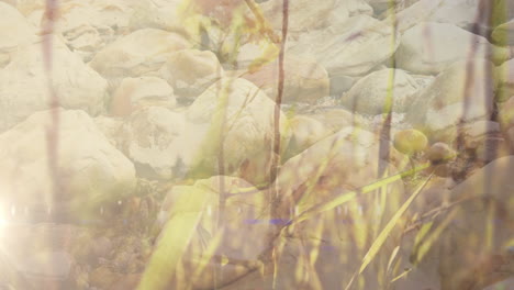 sea moving through coastal rocks, over swaying tall grasses and sunlight in countryside