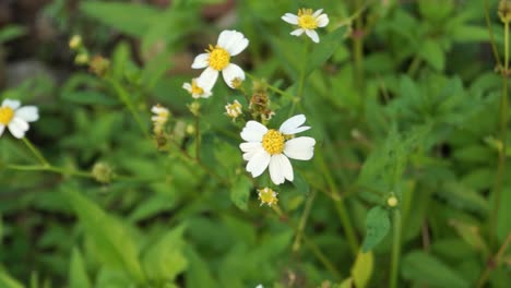 white flowers in the green grass