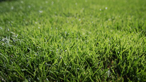 taufropfen, die auf dem grünen gras kondensiert sind. frische und reinheit