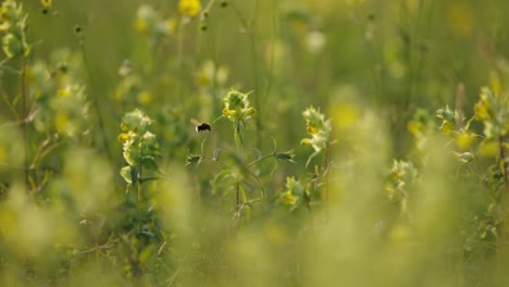 bumblebee approaches round green yellow flower in garden outside at golden hour