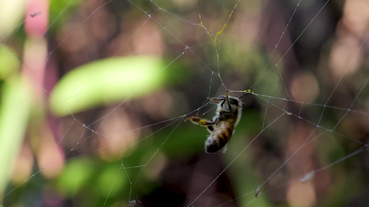 la abeja atrapada en la telaraña.