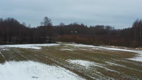 Swan-pair-fly-above-field-with-thin-snow-cover-toward-bare-tree-forest