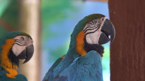 Zwei-Schöne-Blaue-Und-Gelbe-Ara,-Ara-Ararauna-Mit-Buntem-Gefieder,-Hocken-Nebeneinander,-Machen-Tagsüber-Ein-Nachmittagsschläfchen,-Wild-Lebende-Tiere,-Nahaufnahme