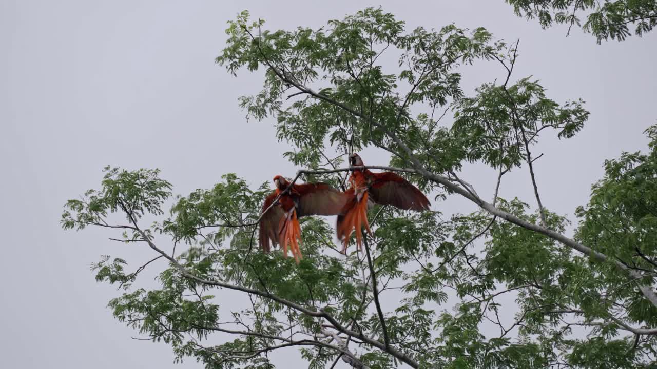 two Scarlet Macaws (Ara macao) perched together on the branches of a tree against a bright sky in Uvita, Costa Rica