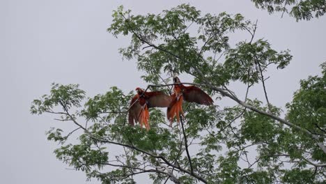 two scarlet macaws (ara macao) perched together on the branches of a tree against a bright sky in uvita, costa rica
