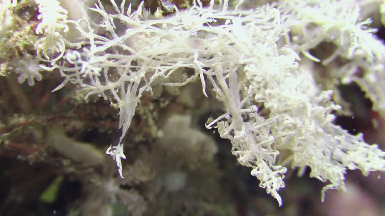 같은 색의 깃털 별 위로 기어가는 고스트 멜리베라고 불리는 매우 희귀한 흰색 누디브랜치, 부분적으로 투명한 앞 부분의 클로즈업 샷