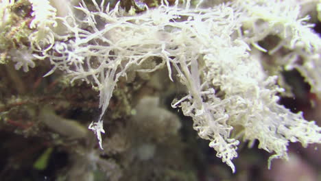 nudibranquio blanco muy raro llamado melibe fantasma arrastrándose sobre una estrella de plumas del mismo color, primer plano de la parte delantera que es parcialmente transparente