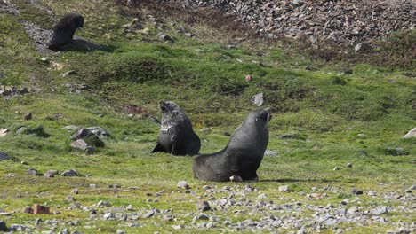 Antarctic-Fur-Seals-in-Grassland-of-South-Georgia-Island-on-Sunny-Day,-Slow-Motion