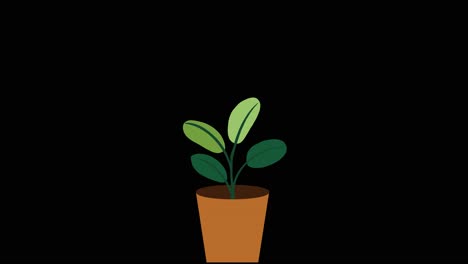 plant with 4 leaves grows and germinates in terracotta pot on black background overlay