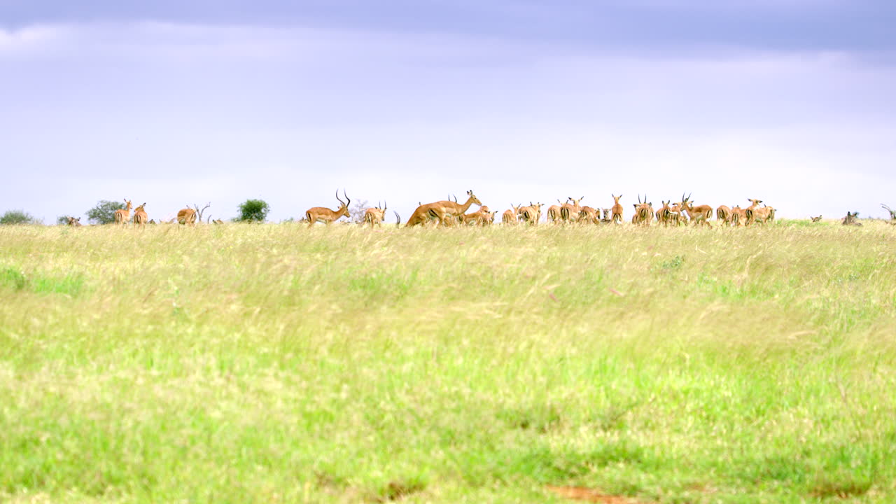 kenya_wide 잔디 언덕 꼭대기에 있는 가젤 떼