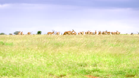 kenya_wide shot herd of gazelle on top of grassy hill