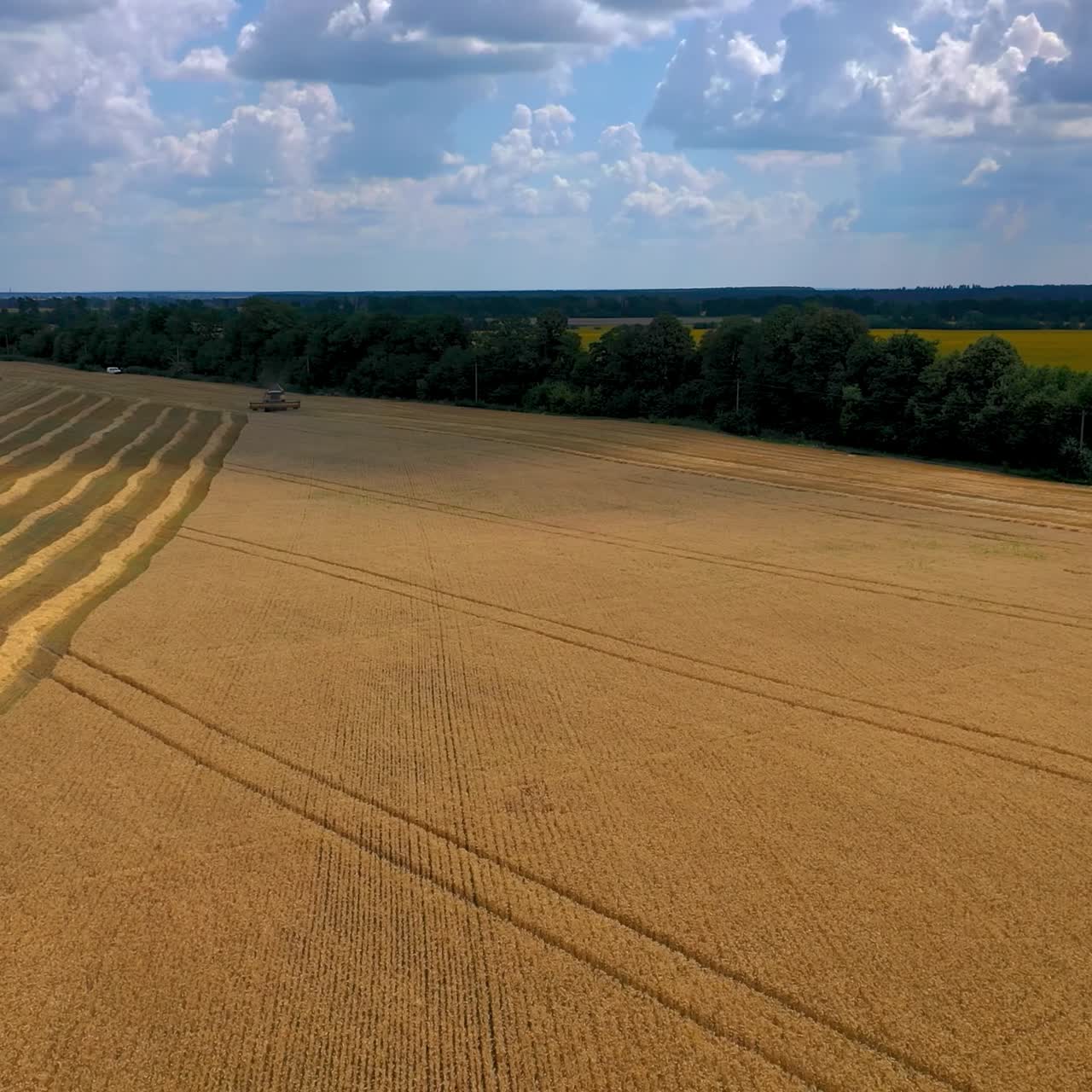 Gorgeous dry wheat on endless field. Video from above on sunny meadow with working combine on big distance