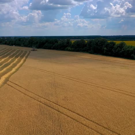 gorgeous dry wheat on endless field. video from above on sunny meadow with working combine on big distance