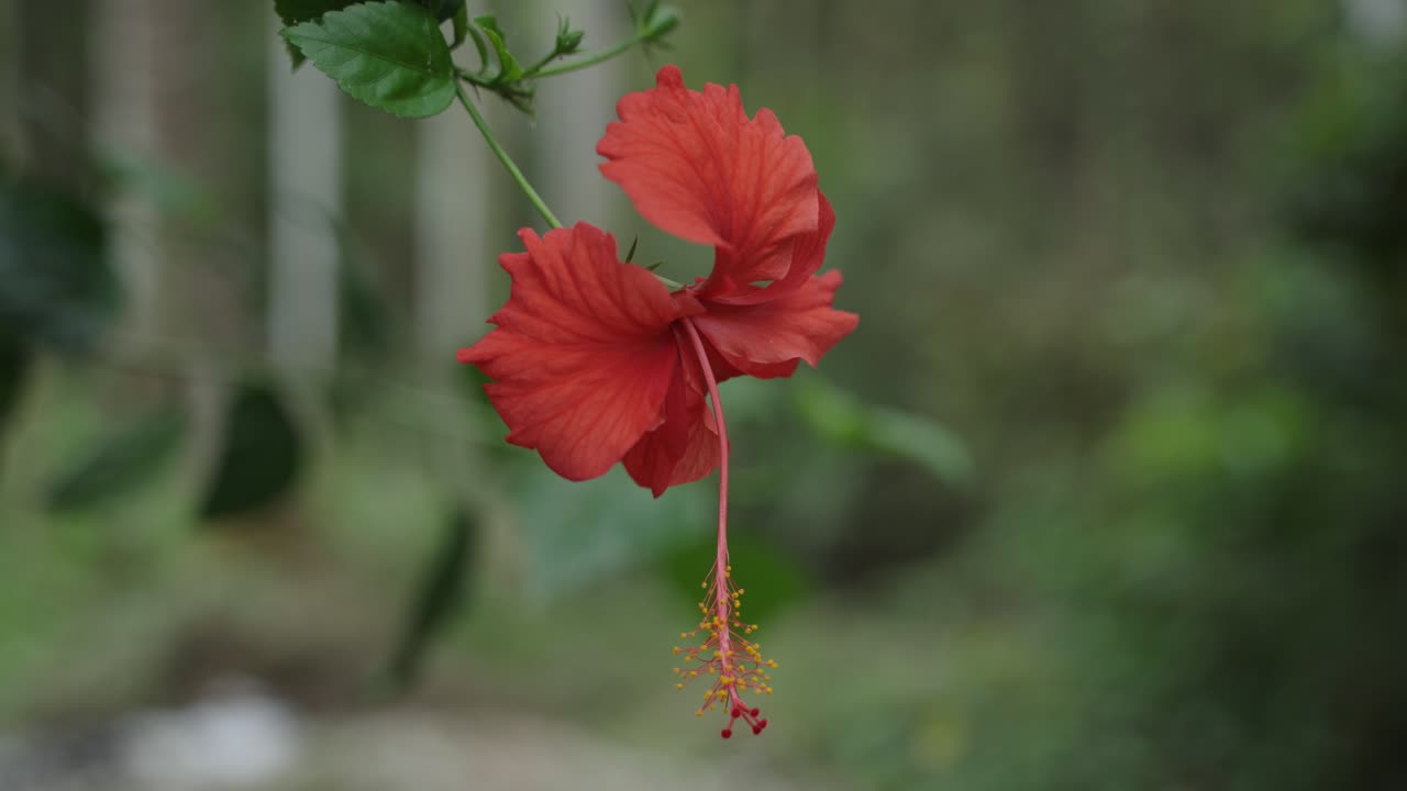 Fiori di rosa cinese rossi sbocciati sull'albero