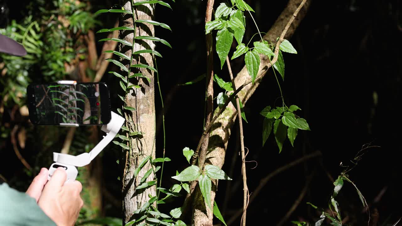 A person films lush greenery in Dorrigo, NSW, using a smartphone stabilizer. Bright natural light enhances the vibrant foliage