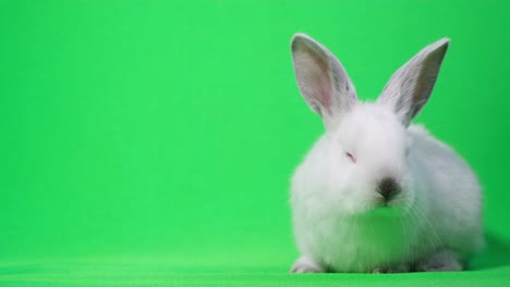 retrato de estudio de un conejo de orejas pequeñas en blanco y negro que se alimenta sobre un fondo blanco