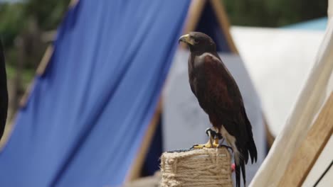 a hawk perched on a rope-wrapped stand at an outdoor, with a blue tent and blurred natural background.