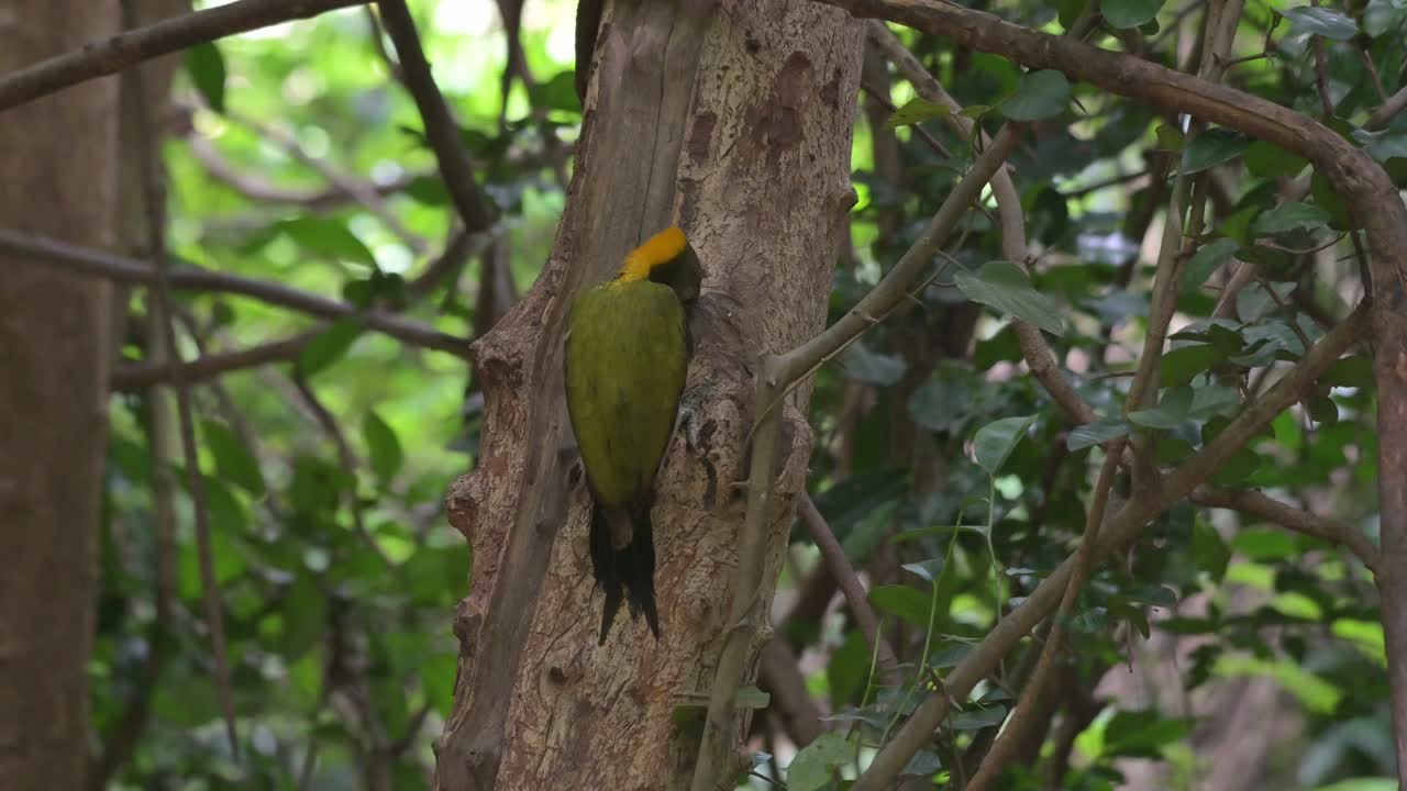 salga de este pájaro picoteando la corteza de un árbol muerto en busca de algo de comida para comer en lo profundo del bosque, el gran crisoflegma flavinucha, tailandia