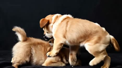 a group of puppies sitting next to each other on a black background