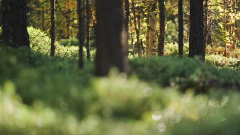 a magical morning scene in the enchanted sunlit autumn forest