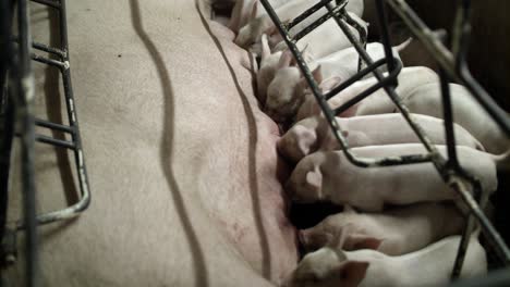 Baby-piglets-suckle-at-the-teats-of-their-mother-pig-in-a-pigsty