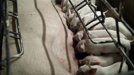 baby piglets suckle at the teats of their mother pig in a pigsty