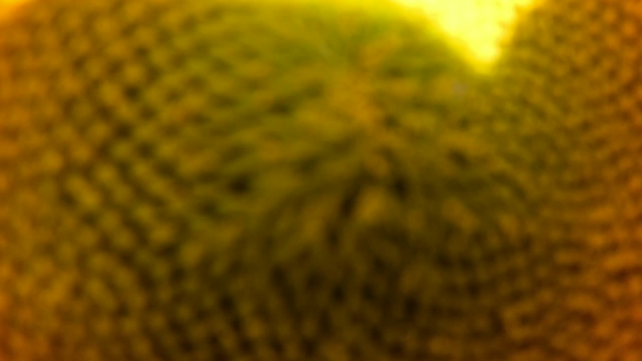 Sunflower is a genus comprising about 70 species of annual and perennial flowering Tropical plants in the daisy family Asteraceae commonly known as sunflowers