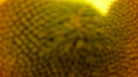el girasol es un género que comprende alrededor de 70 especies de plantas tropicales con flores anuales y perennes de la familia de las margaritas asteraceae comúnmente conocidas como girasoles