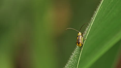 Western corn rootworm sitting on leaf of corn plant then flying away