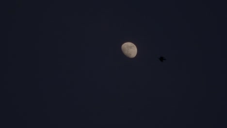 Slow-motion-video-of-Crows-flying-after-sunset-in-front-of-the-moon