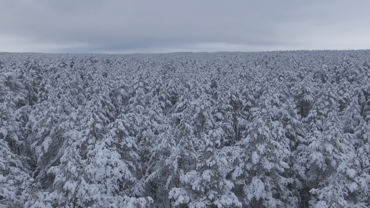 눈 덮인 겨울-1 동안 눈 덮힌 침엽수 림
