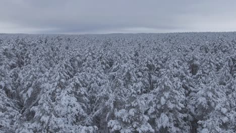 Schneebedeckter-Nadelwald-Im-Verschneiten-Winter