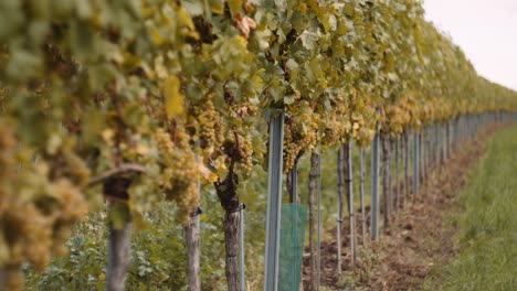 la toma panorámica revela una fila de viñedos llena de racimos maduros de uvas, en cámara lenta