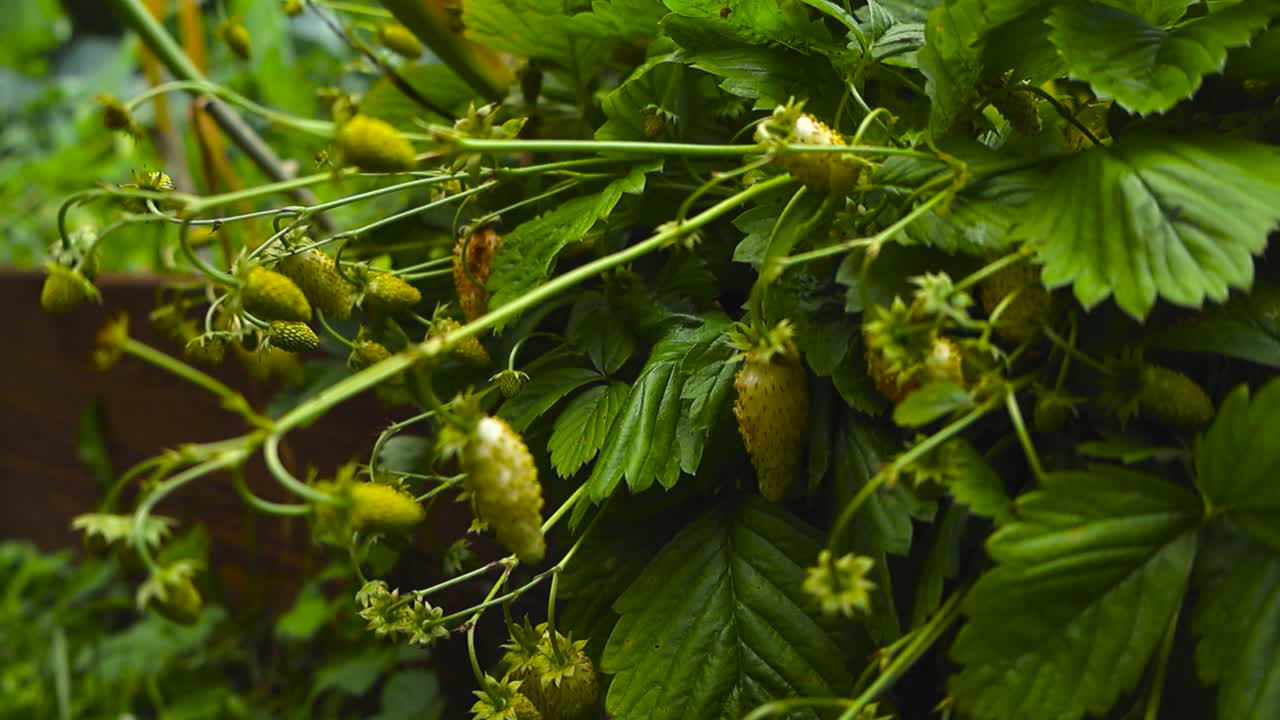 Close up view of yellow and white colored ripe and delicious apline strawberries hanging on a leafy green bush in a garden during day time