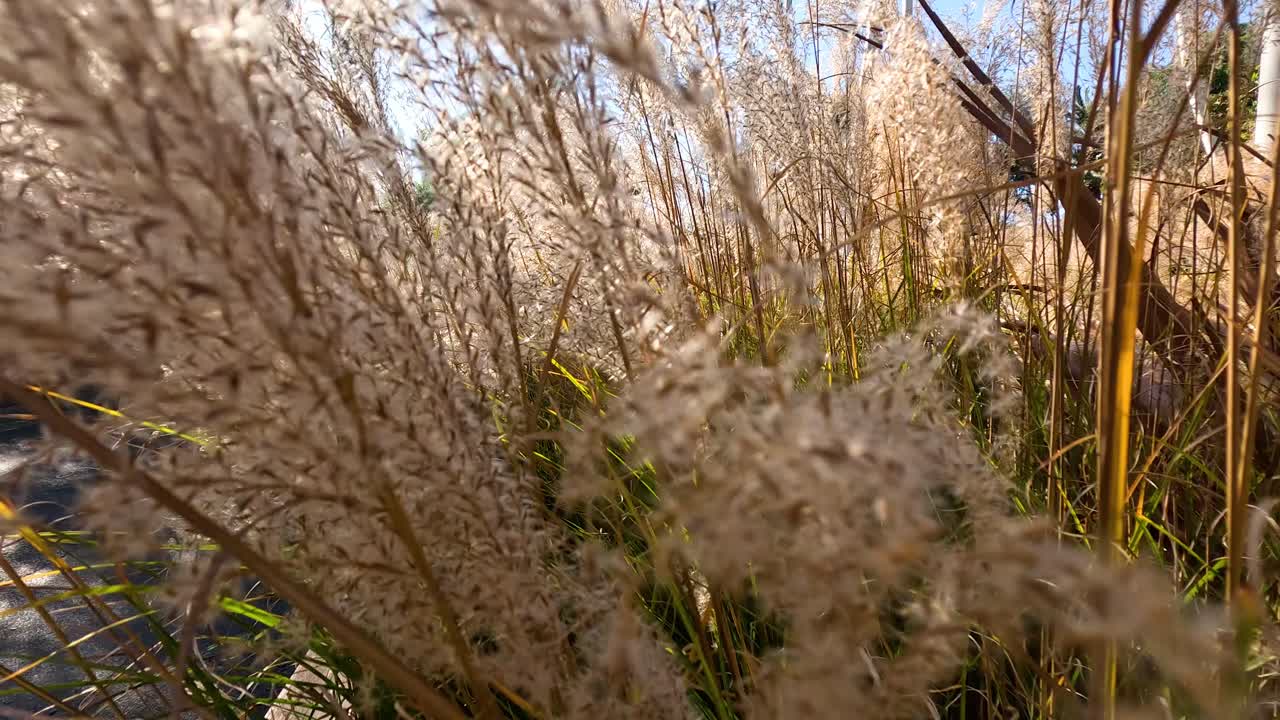 vistas de cerca de la hierba de la pampa a la luz del sol