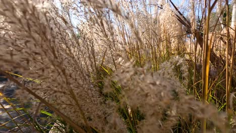 close-up views of pampas grass in sunlight