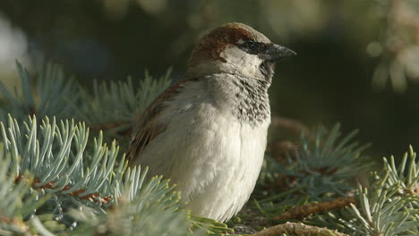 young male house sparrow chirps from branch of spruce tree, close up