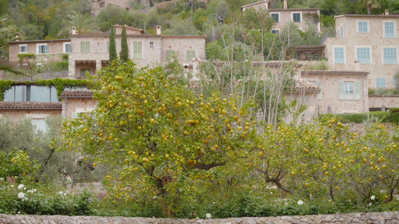 Scenic lemon tree in Mediterranean village, Mallorca. Ideal for travel or cultural documentaries showcasing rural Spain's charm.