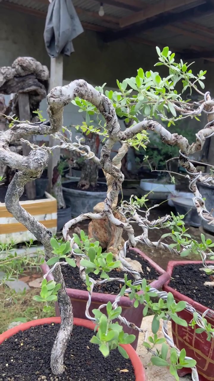 Kıvrımlı Dallara ve Yeşil Yapraklara Sahip Saksıdaki Bonsai Ağaçlarının Yakın Çekimi