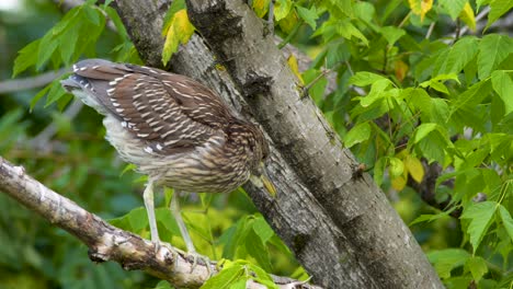 Ein-Jugendlicher-Schwarzkronen-Nachtreiher,-Der-In-Wachsamer-Haltung-Auf-Einem-Baum-Steht