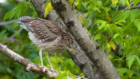 A juvenile Black-crowned night heron standing in alert posture on a tree