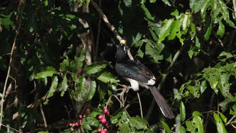 Orientalischer-Gescheckter-Hornbill-Anthracoceros-Albirostris,-Gesehen-Auf-Einem-Ast-Eines-Fruchtbaums,-Der-Auf-Seinen-Rücken-Schaut,-Während-Er-Aufspringt,-Khao-Yai-Nationalpark,-Thailand